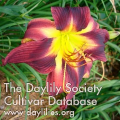 Daylily Chief Four Fingers
